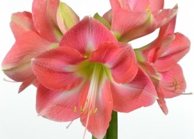 hippeastrum Rosalie ® (1)